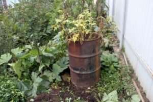 Вирощування картоплі в бочці