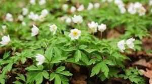 Підгготовка насіння анемони до посадки