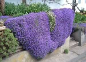 Доглядаємо за кущем лобелії