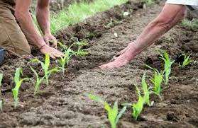 Догляд за кукурудзою