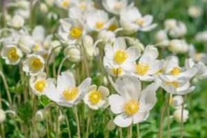 Висадка бульбової анемони у відкритий грунт