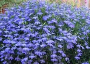 Доглядаємо за кущем лобелії