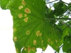 Що робити, якщо жовтіє листя у огірків в теплиці