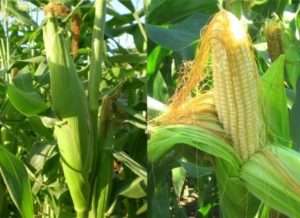 Посадка кукурудзи на відкритому грунті