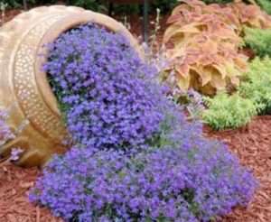 Як розмножується лобелія