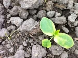 Що робити, якщо жовтіє листя огірків у відкритому грунті 