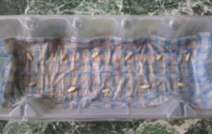 Підготовка ґрунту і грядки 