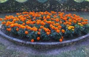 Квітник покрокова інструкція 