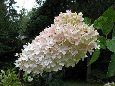 Гортензія волосиста : характеристика та опис сортів з фото