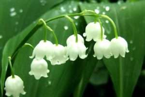 Конвалія - найчудовіша багаторічна квітка