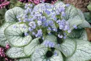 Бруннера - тіньолюбивий багаторічник