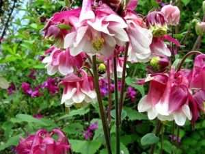 Аквілегія - яскрава багаторічна квітка