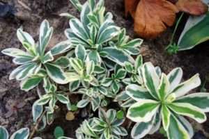 декоративне листя арабісу