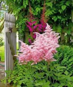 Астильба - прикраса для кожного саду