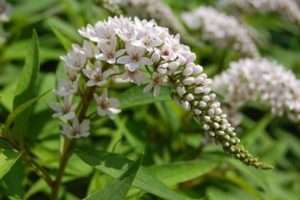 Вербейник - висока багаторічна квітка