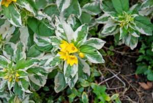 багаторічний вербейник