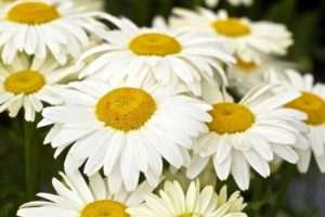 Ромен - один з найбільш невибагливих багаторічників