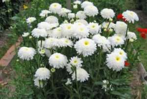 багаторічний ромен