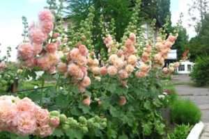 Шток-троянда (мальва)