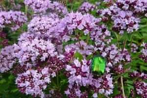 Душиця- багаторічна лікарська рослина