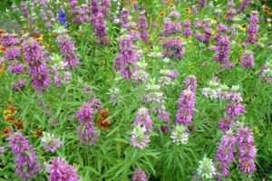 Монарда - чудовий багаторічник