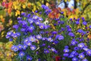 айстри - багаторічні квіти