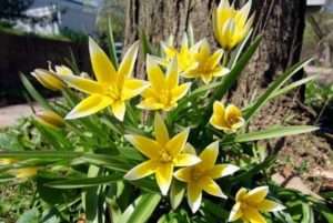 тюльпани - багаторічні квіти