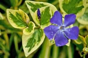 барвінок - плетюча багаторічна квітка
