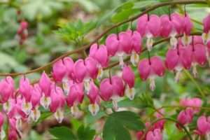 Невибагливі багаторічні квіти: дицентра