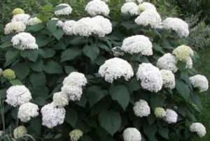 Гортензія деревовидна, догляд і розмноження