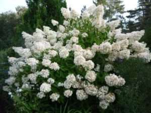 Догляд за волосистою гортензію