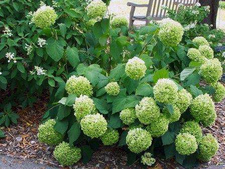 Гортензія деревовидна, посадка догляд та розмноження Гортензія древовидна: догляд, опис сортів, посадка у відкритий грунт з фото та відео