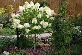 Різновид сортів волосистої гортензії