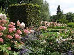 Як правильно підготувати розсаду гортензії до висадки