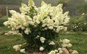 Як правильно підготувати розсаду гортензії до висадки