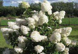 Гортензія деревовидна