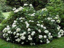 Як правильно вибрати саджанці гортензії деревовидної