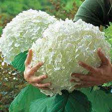 Догляд за гортензією деревовидною в домашніх умовах