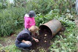 Унікальна технологія посадки картоплі без ємкості