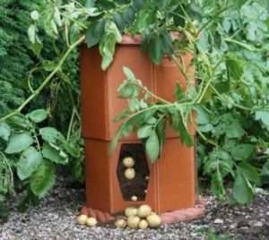 Переваги вирощування картоплі в місткості