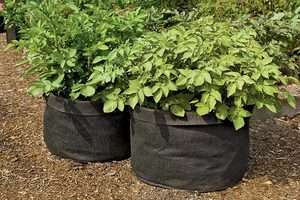 Підживлення картоплі, яку вирощують в ємності