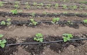 Типовий план робіт по установці пристрою крапельного поливу для дачної ділянки: