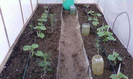 Як зробити систему крапельного поливу своїми руками Крапельний полив з підручних матеріалів своїми руками на дачі - інструкція для його створення з фото