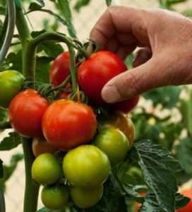 Збір врожаю на городі в серпні