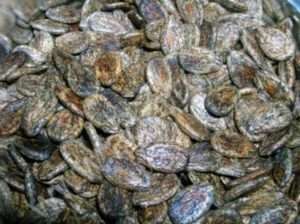 Вирощуємо кавуни - найкращі поради городникам