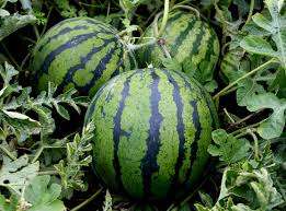 Підготовка насіння кавунів до посадки