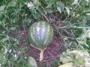 Особливості догляду за кавунами і динями в теплиці