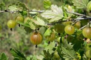 Турботи про майбутній врожай в саду в серпні