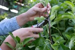 Сезонні роботи в саду в серпні