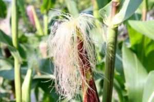 Як доглядати за кукурудзою на городі